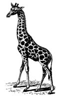 GIRAFFE3.TIF