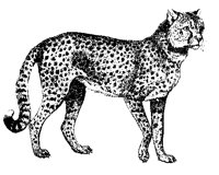 GEPARD4.TIF