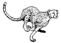 GEPARD1.TIF