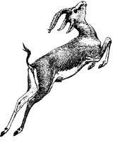 GAZELLE.TIF