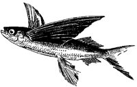 F_FISCH.TIF