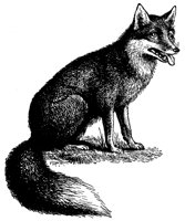 FUCHS.TIF