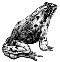 FROSCH14.TIF