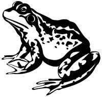 FROSCH13.TIF