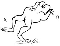 FROSCH12.TIF