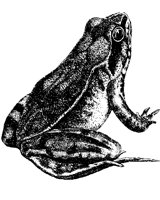 FROSCH07.TIF