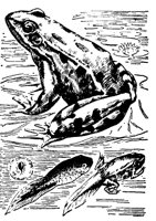 FROSCH06.TIF
