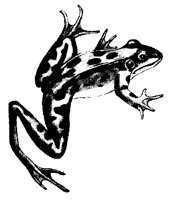 FROSCH05.TIF