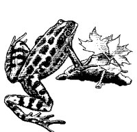 FROSCH03.TIF