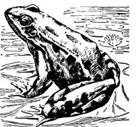 FROSCH01.TIF