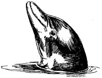 FLIPPER1.TIF
