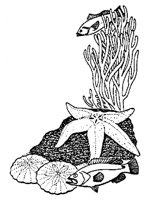 FISCHE.TIF
