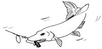 FISCH35.TIF