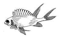 FISCH34.TIF