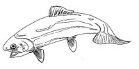 FISCH33.TIF