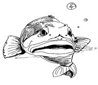FISCH32.TIF