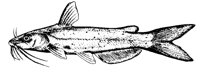 FISCH30.TIF