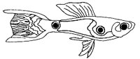 FISCH26.TIF