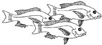 FISCH25.TIF