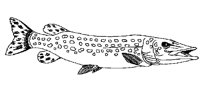 FISCH23.TIF