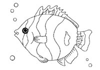 FISCH20.TIF