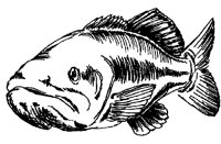 FISCH18.TIF