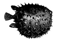 FISCH17.TIF