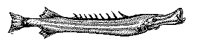 FISCH16.TIF