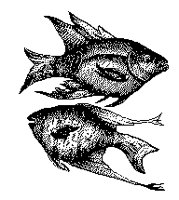 FISCH15.TIF