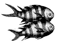 FISCH14.TIF