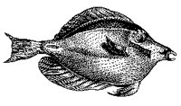 FISCH13.TIF
