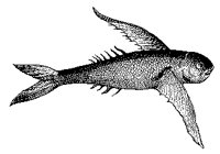 FISCH12.TIF