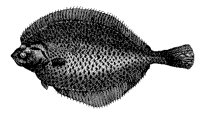 FISCH11.TIF