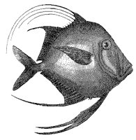FISCH10.TIF