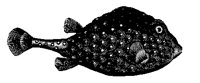 FISCH09.TIF