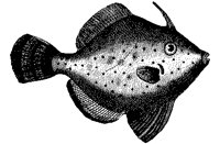 FISCH08.TIF