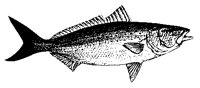 FISCH06.TIF