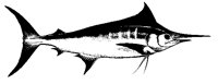 FISCH05.TIF