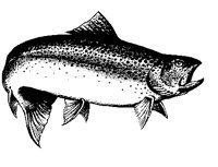 FISCH03.TIF
