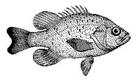 FISCH02.TIF