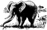 ELEFANT5.TIF