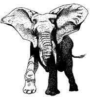 ELEFANT0.TIF