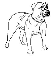DOGGE.TIF