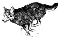 COYOTE1.TIF