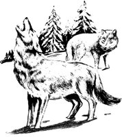 COYOTE.TIF