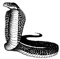 COBRA.TIF