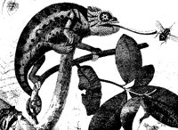 CHAMELEO.TIF