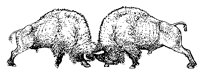 BISON2.TIF