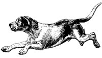 BEAGLE.TIF
