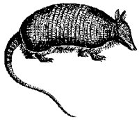 ARMADILO.TIF